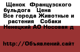 Щенок  Французского бульдога › Цена ­ 35 000 - Все города Животные и растения » Собаки   . Ненецкий АО,Носовая д.